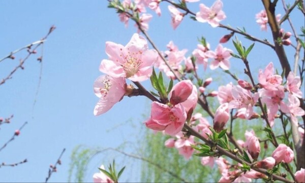 鲜花图片下载布艺素材春天的桃花
