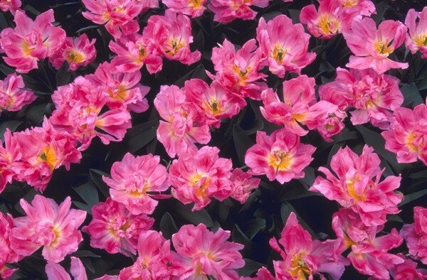 花花卉鲜花花朵鲜艳盛开大自然花丛植物户外芳香美丽广告素材大辞典