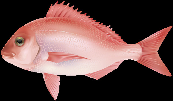红色热带鱼免抠png透明图层素材