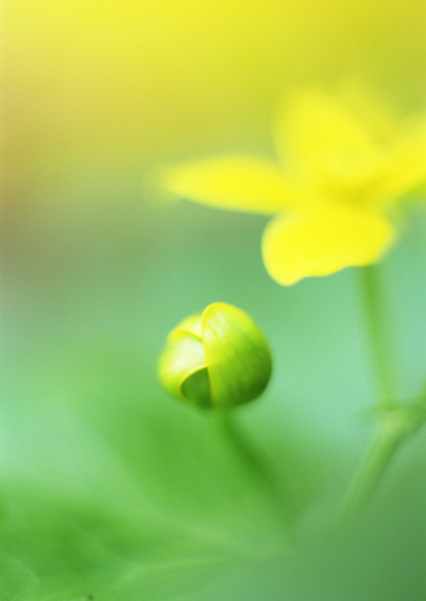 夢幻鮮花背景素材圖片