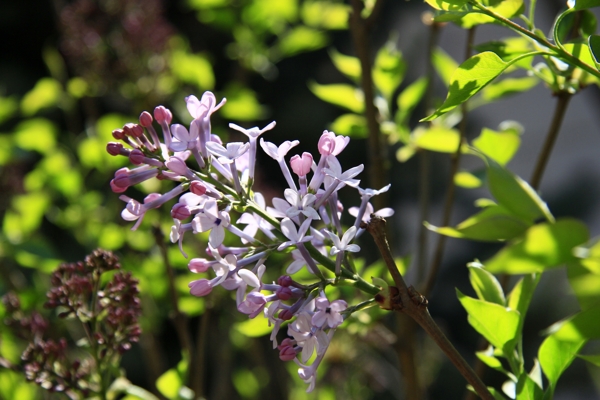 丁香花