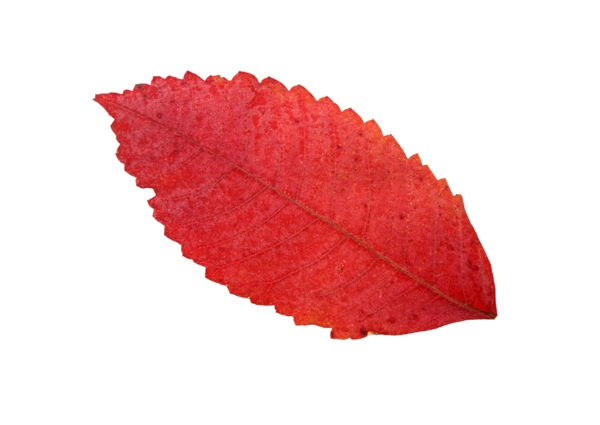 顏色很正的紅葉素材