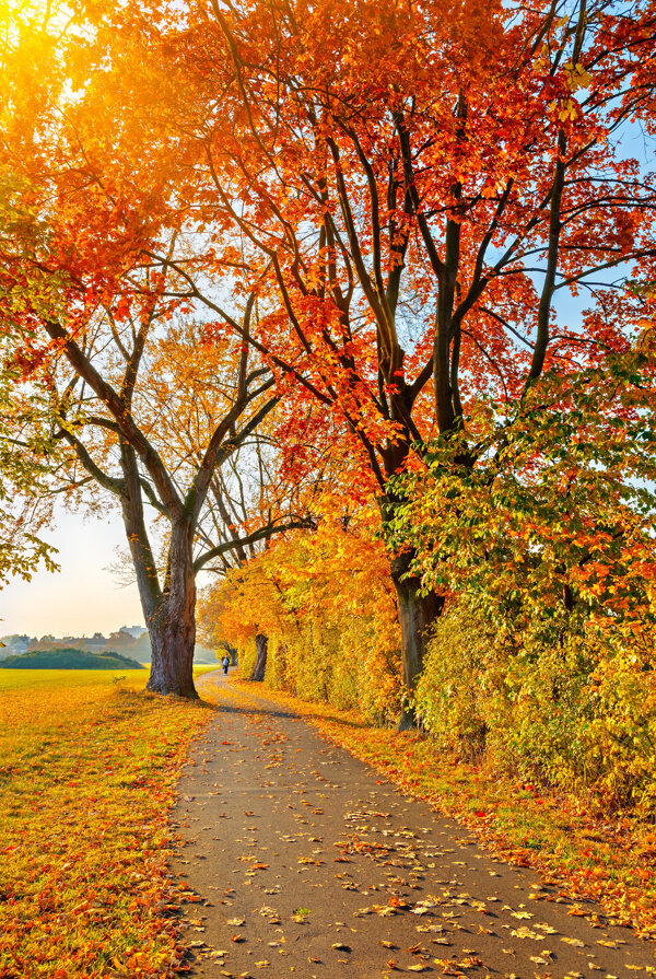 美丽秋天树木道路风景图片