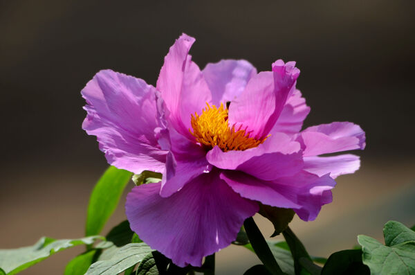 美麗芍藥花圖片