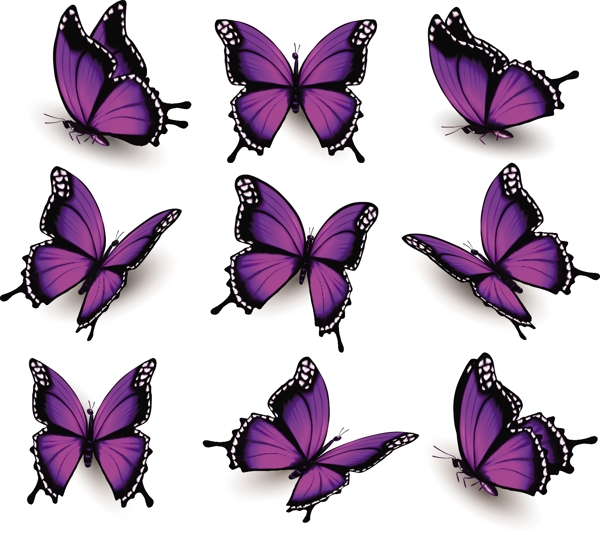 9只紫色的不同姿态蝴蝶