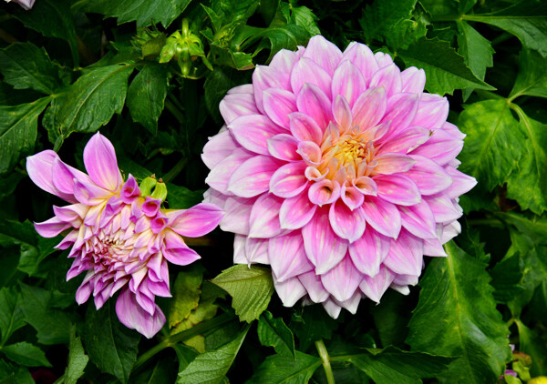 位圖植物攝影寫實(shí)花卉花朵數(shù)碼照片免費(fèi)素材