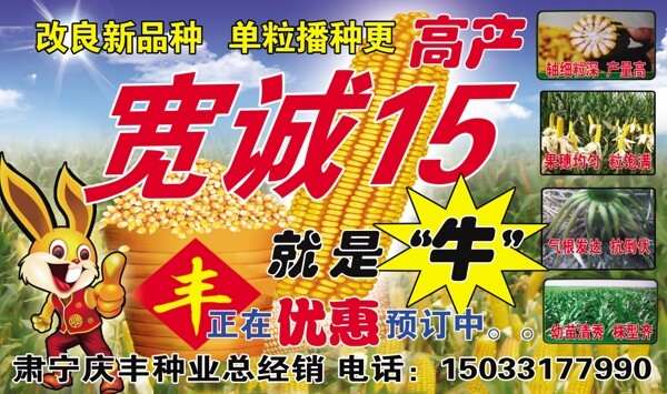 玉米種子圖片