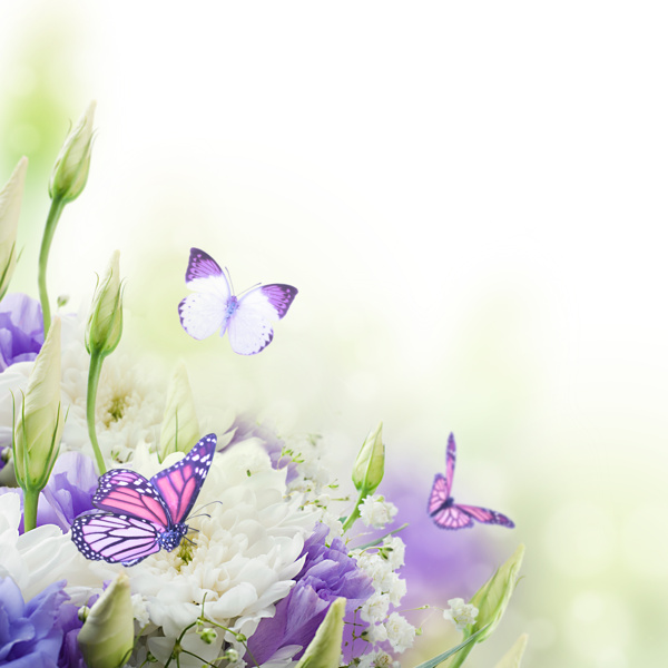 蝴蝶与鲜花背景图片
