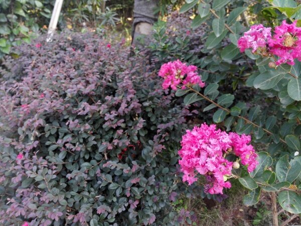 花圖片
