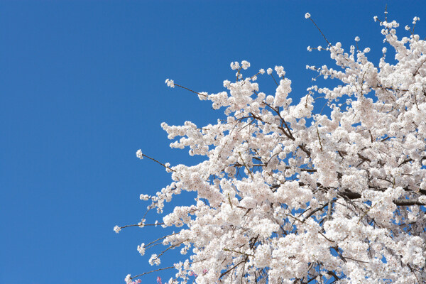 樱花与蓝天