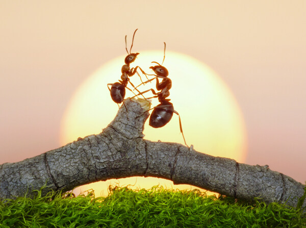 树枝上的蚂蚁图片