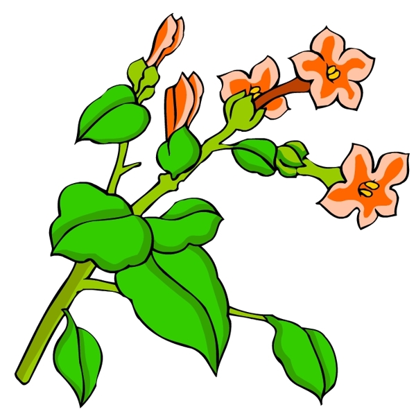 花卉古典插畫