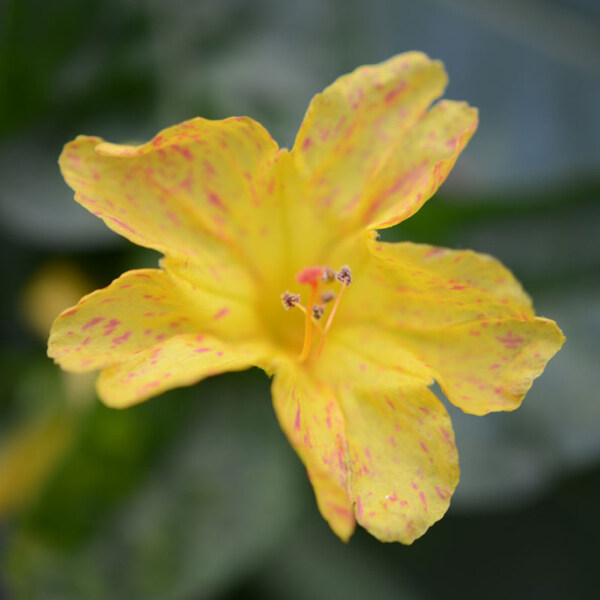 位圖植物攝影寫實(shí)花卉花朵數(shù)碼照片免費(fèi)素材
