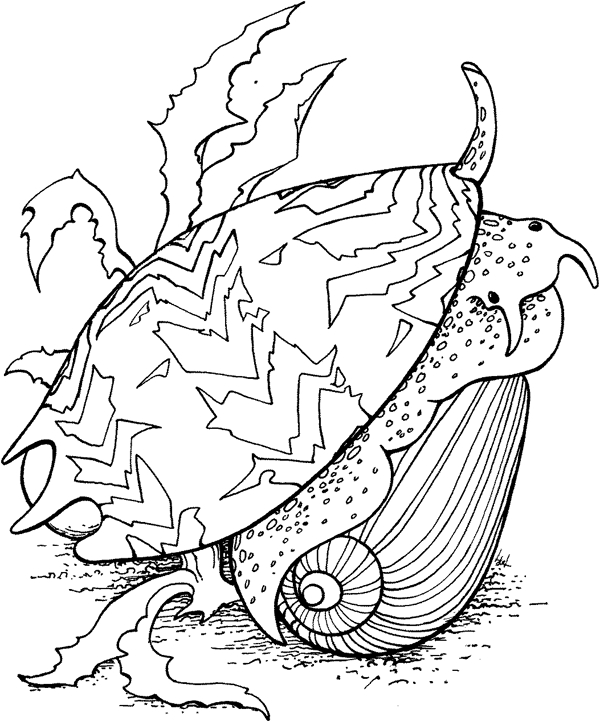 海贝海螺027