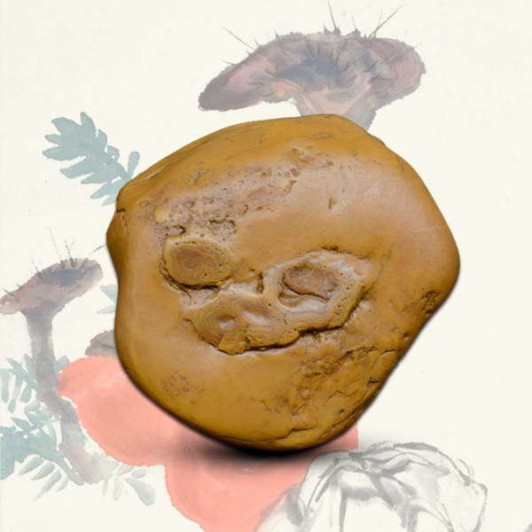 靈芝奇石靈芝擺件原石主圖
