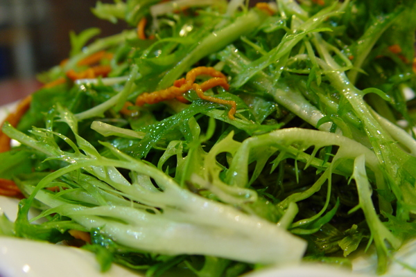 夏草苦菊圖片