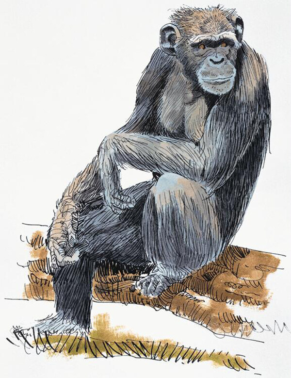 猩猩靈長動物動物插圖32
