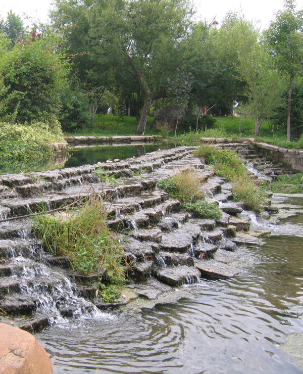樹植物水風(fēng)景