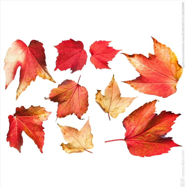 秋冬红色枫叶落叶高清png素材