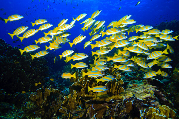 魚群