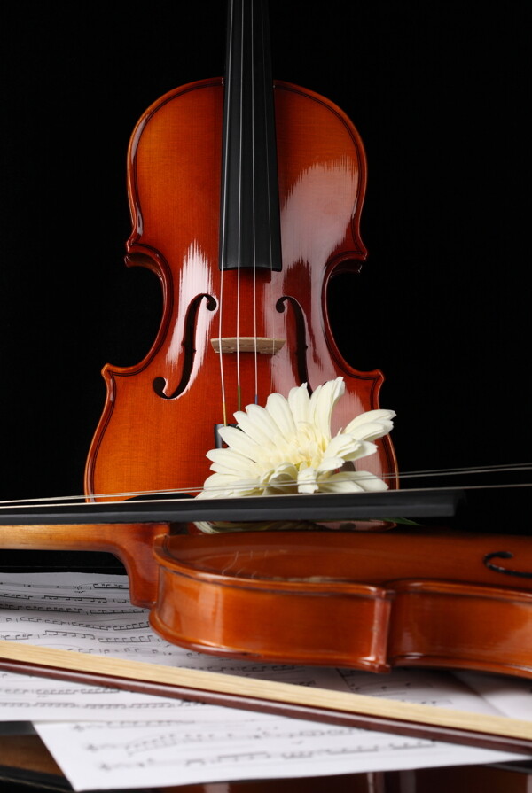 小提琴与鲜花图片