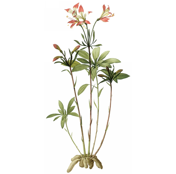 位圖植物圖案寫意花卉花朵免費(fèi)素材