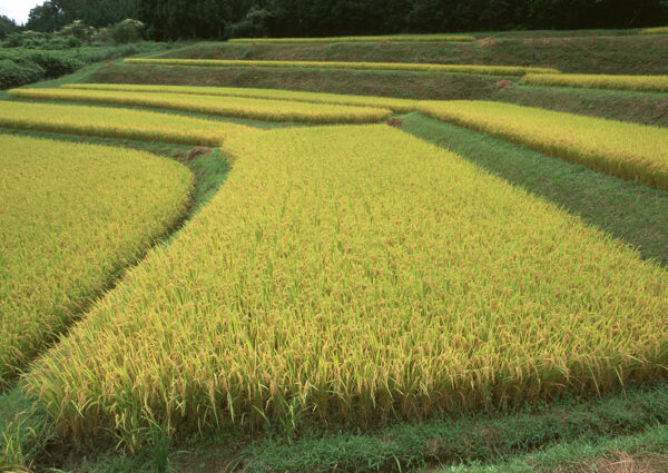秦皇島秋季稻田圖片