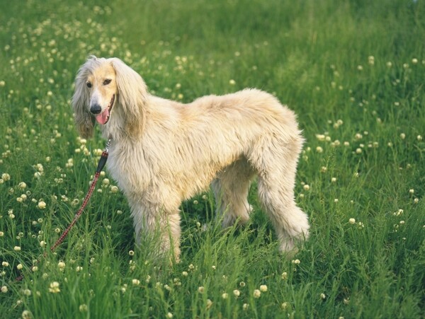 草地上的宠物狗