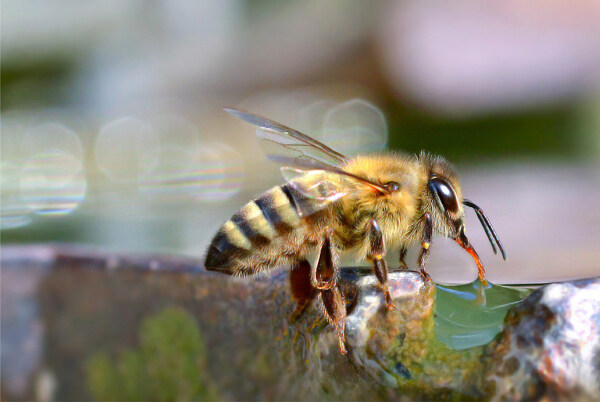 蜜蜂喝水