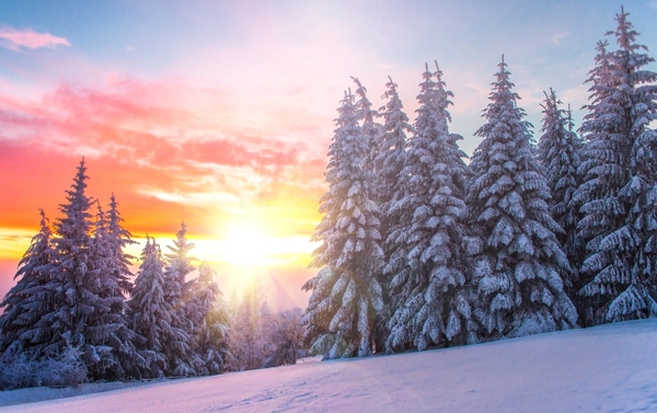 冬日森林风景图片