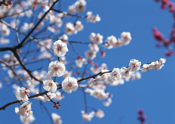 白色花朵