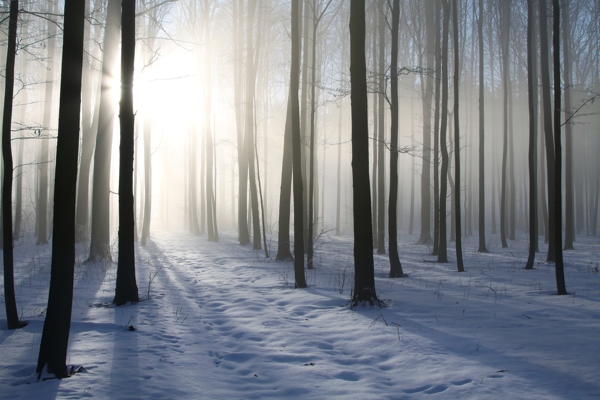 阳光洒进的树林和雪地图片