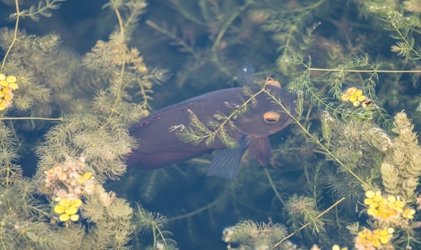 锦鲤鲤鱼图片