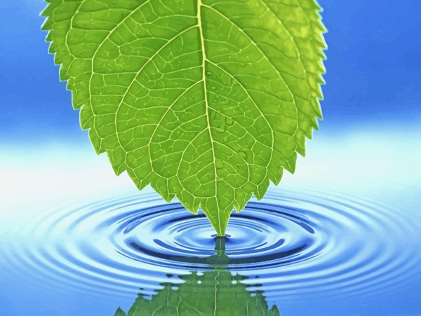 大自然叶子绿叶在水上点泛起微波波纹水波
