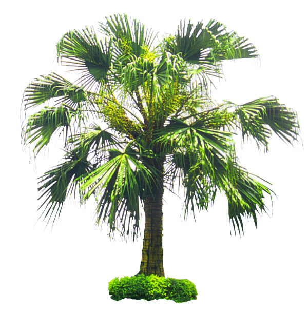 棕櫚椰樹(shù)191200植物素材