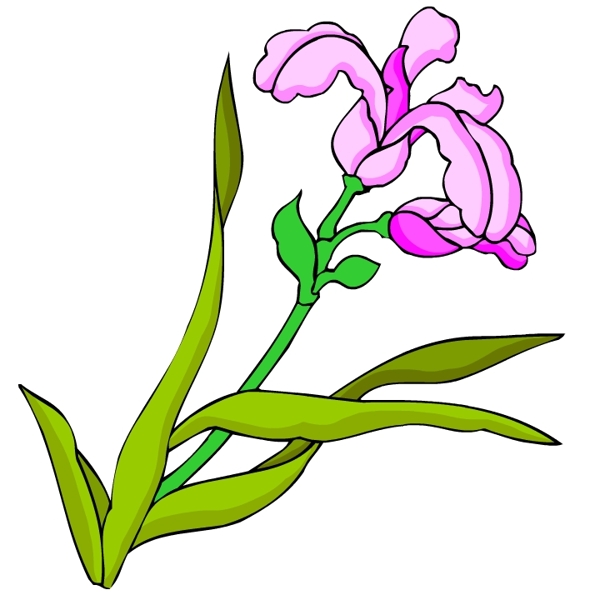 花卉古典插畫(huà)