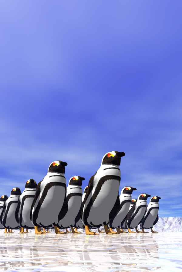 奇观图片企鹅北极动物企鹅