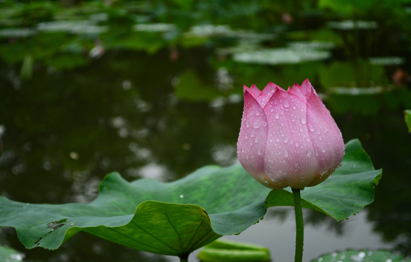 雨后荷花