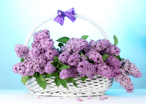 花篮里的紫丁香花朵