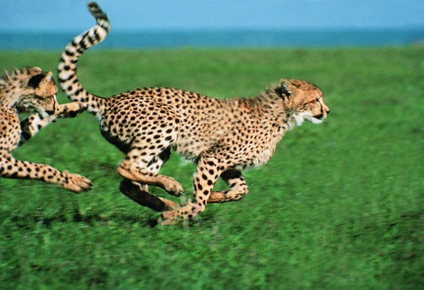 奔跑的豹子图片