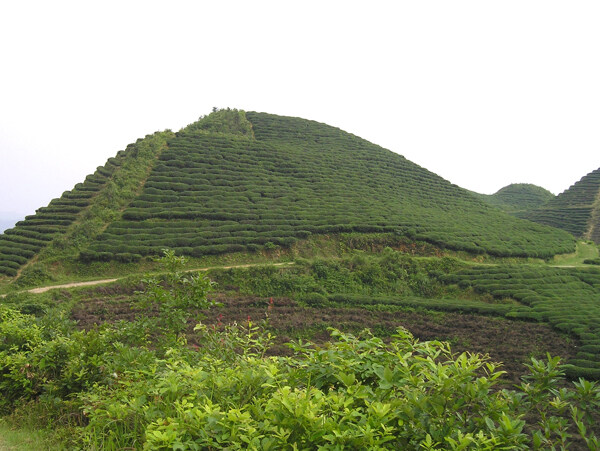 茶山圖片