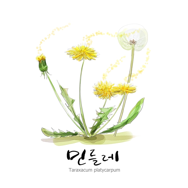 分層黃花