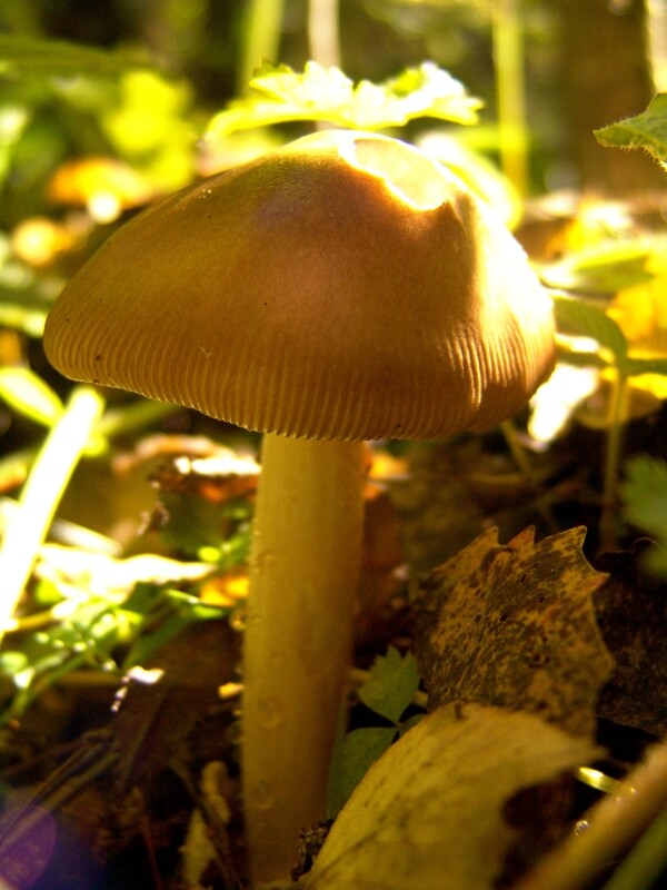 秋天树林里的磨菇与落叶图片