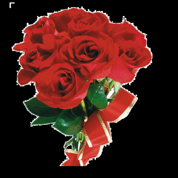 盛开鲜艳红色玫瑰花花朵花束实物元素