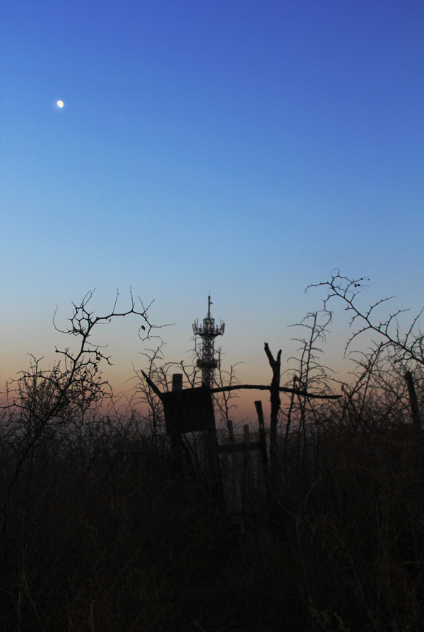 藍(lán)天枯草月亮圖片