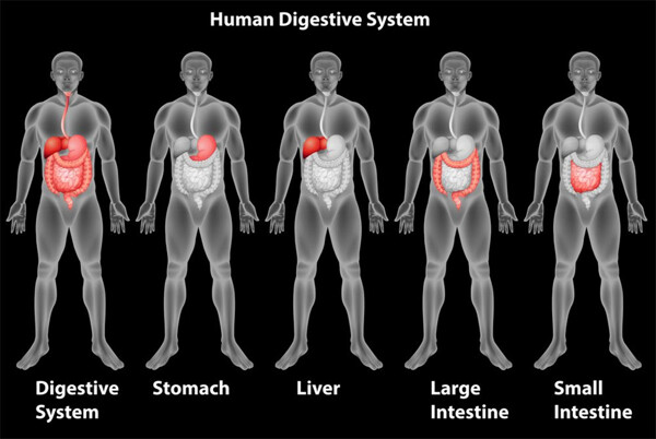 人体消化系统介绍图片