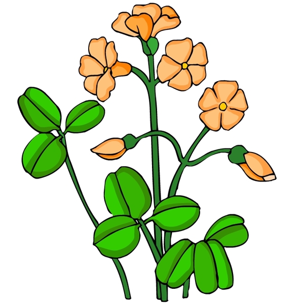 花卉古典插畫