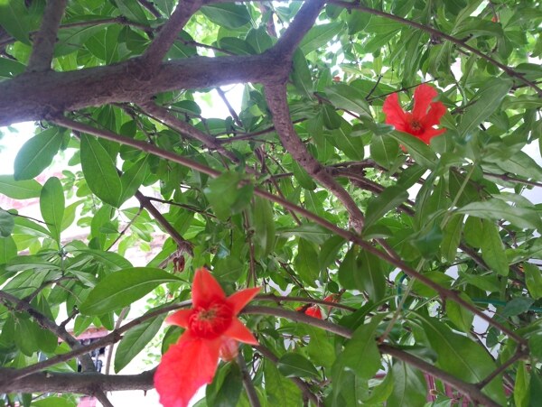 石榴花圖片