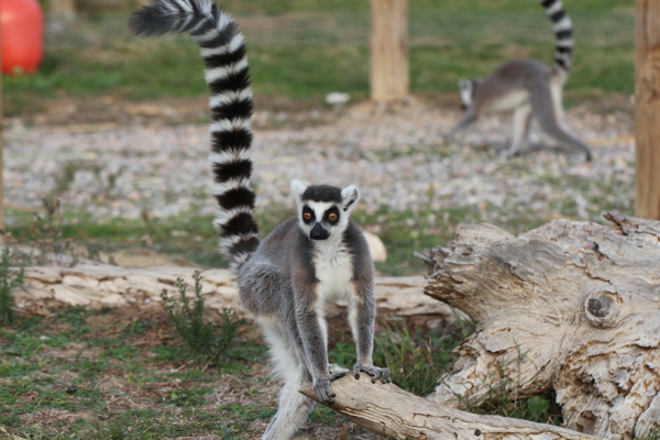 動(dòng)物園里的狐猴