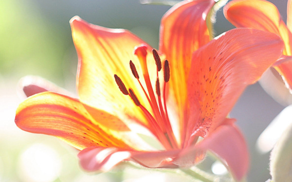 百合花圖片